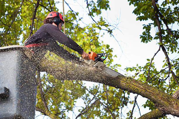 How Our Tree Care Process Works  in  Nottingham, PA